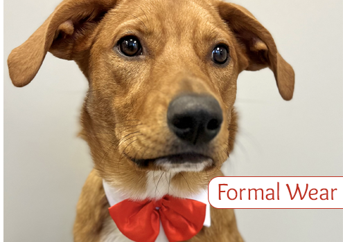 Doggie Design Formal Wear